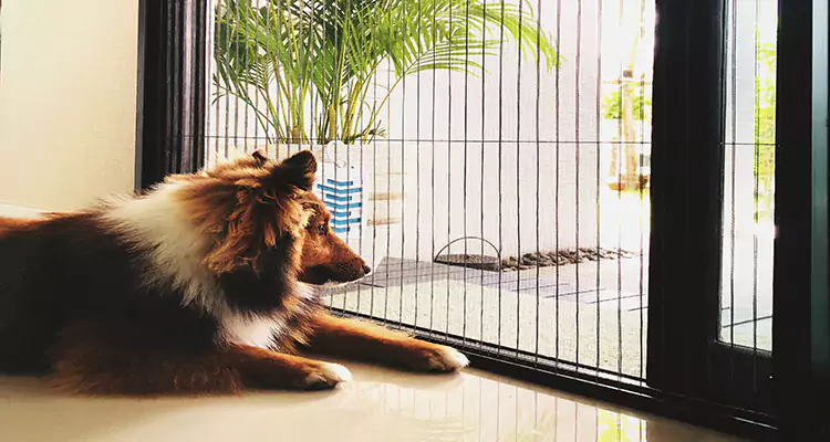 Sliding Screen Pet Door Repair in San Carlos Park, FL